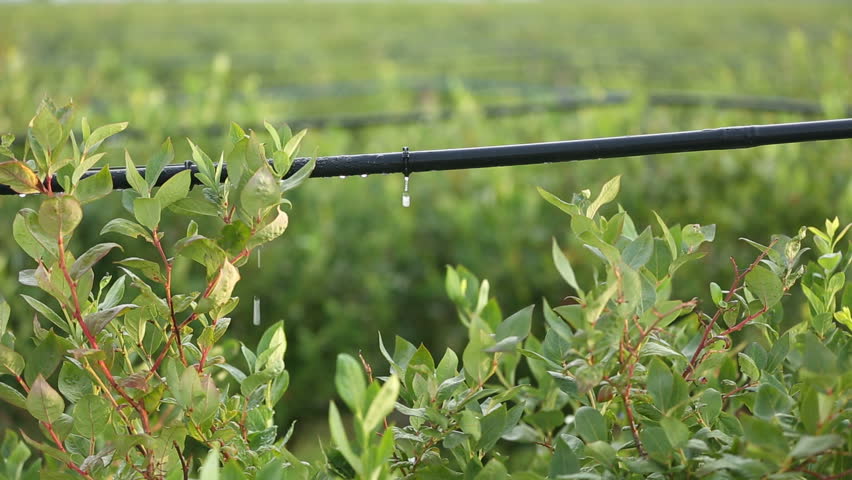 drip-irrigation